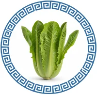 Марули, Салат-латук Ромэн